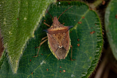 adult Green belly bug of the species Diceraeus melacanthus