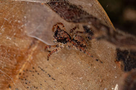 Small Jumping spider of the species Marma nigritarsis