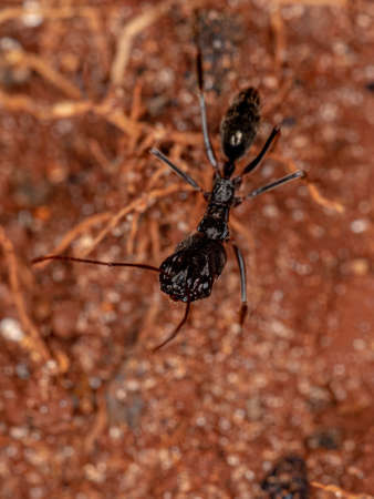 Adult Trap-jaw Ant of the Genus Odontomachusの写真素材