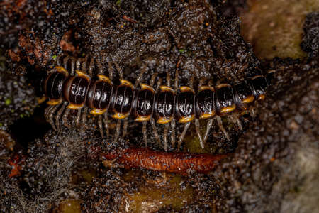 Small Long flange Millipede of the species Asiomorpha coarctata