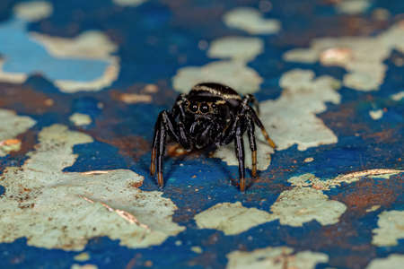 Small Male Jumping Spider of the Subtribe Dendryphantina