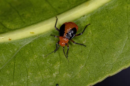 Plant Bug Nymph of the Family Miridae