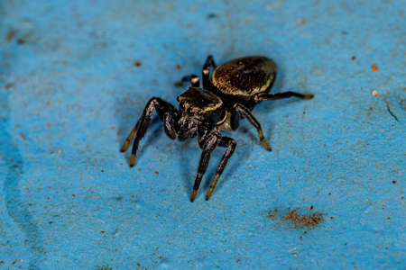 Small Male Jumping Spider of the Subtribe Dendryphantina