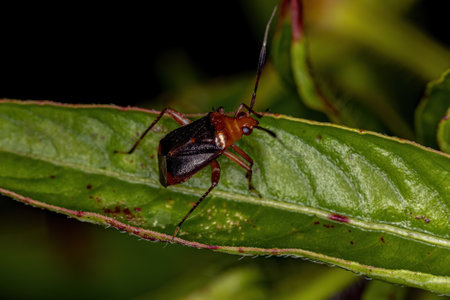 Small Plant Bug of the Genus Horciasinus