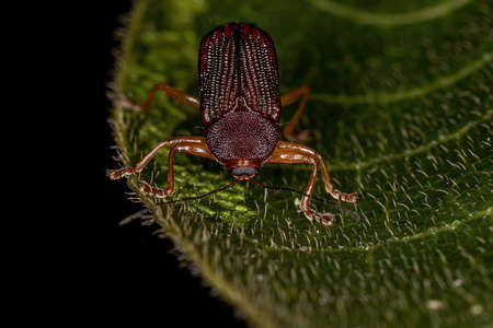 Adult Case-bearing Leaf Beetle of the Subfamily Cryptocephalinae