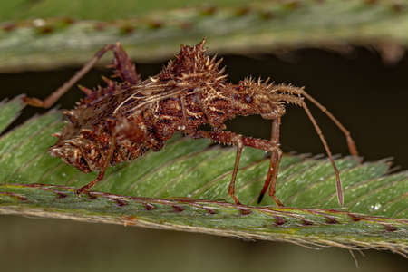 Adult Leaf-footed Bug of the species Vilga westwoodi