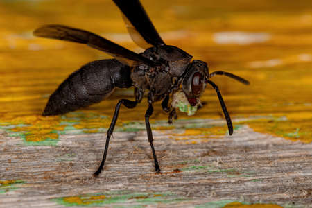Adult Paper Wasp of the Genus Parachartergus