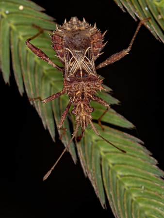 Adult Leaf-footed Bug of the species Vilga westwoodi