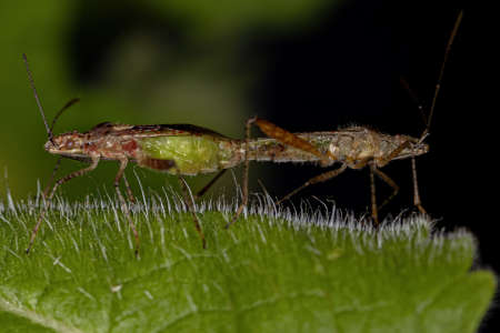 Adult Scentless Plant Bugs of the Genus Xenogenus couplingの写真素材