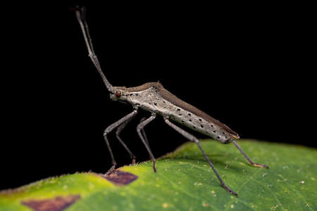 Adult Leaf-footed Bug of the genus Charesterus