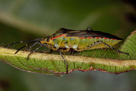 Adult Leaf-footed Bug of the genus Acidomeria