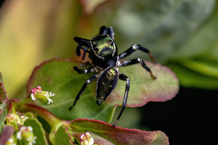 Small Male Jumping Spider of the Genus Messua