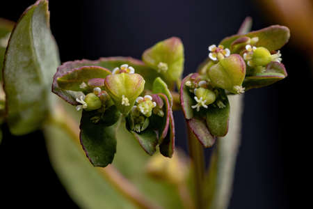 Hyssop Spurge Plant of the species Euphorbia hyssopifolia