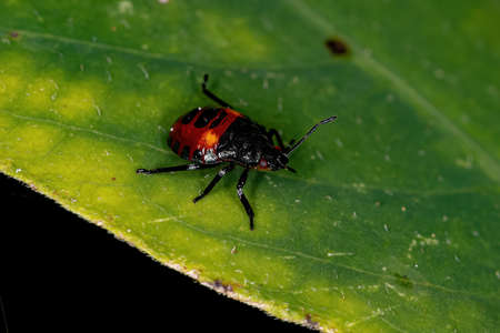 Predatory Stink Bug Nymph of the Subfamily Asopinae