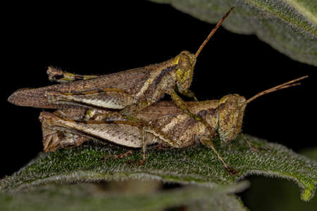 Adult Short-horned Grasshoppers of the Tribe Abracrini couplingの写真素材
