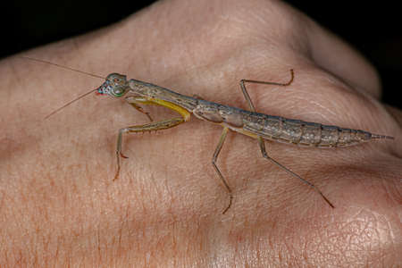 Photinaid Mantis Nymph of the Genus Orthoderella