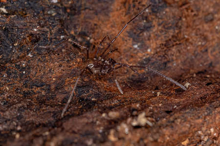 juvenile Gonyleptid Harvestmen of the Genus Discocyrtanus