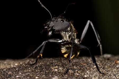 Female Adult Shimmering Golden Sugar Ant of the species Camponotus sericeiventrisの写真素材