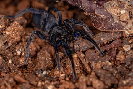 Black Entelegyne Spider of the Infraorder Entelegynae in a leaf