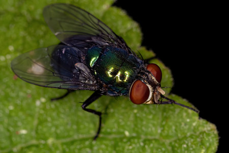 Adult Blow Fly of the Genus Chrysomyaの写真素材