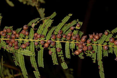 galls on a leaf of a dicotyledonous tree
