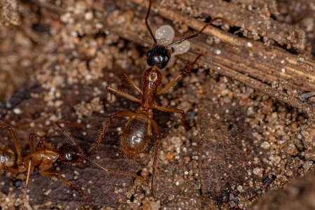Adult Female Carpenter Ant of the genus Camponotus