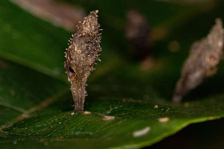 galls on a leaf of a dicotyledonous tree