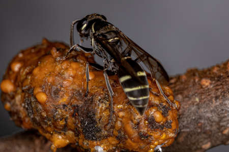 Adult Long-waisted Honey Wasp of the Subgenus Myrapetra