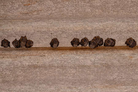 White-lined Broad-nosed Bats of the species Platyrrhinus lineatus