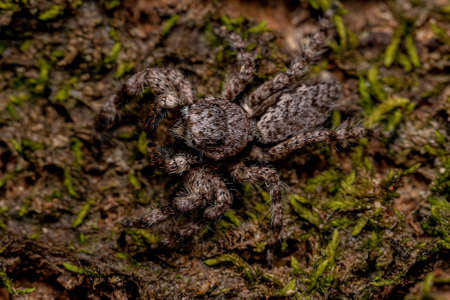 adult male jumping spider of the species Platycryptus magnus on a tree trunk with selective focusの写真素材