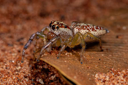Female Adult Jumping Spider of the Genus Asaracus