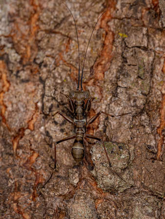 Mantoidid Mantis Nymph of the Genus Mantoida