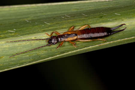Adult Common Earwig of the order Dermaptera