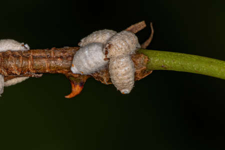 White Scale Insects of the Superfamily Coccoidea