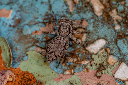small female jumping spider of the species Platycryptus magnus on a tree trunk with selective focus