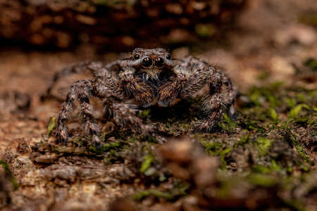 adult male jumping spider of the species Platycryptus magnus on a tree trunk with selective focusの写真素材