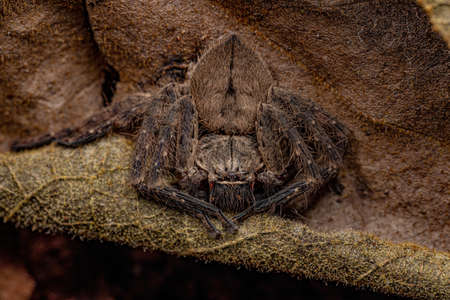 Adult Huntsman Spider of the Genus Polybetes