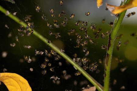 Small Classic Orbweavers of the Family Araneidae