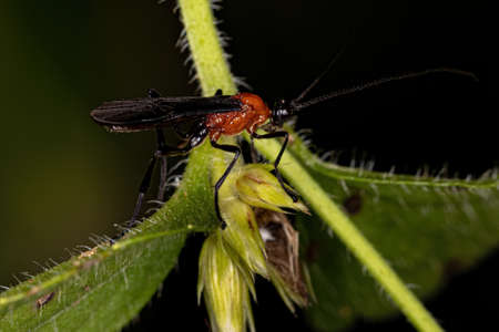 Adult Braconid Wasp of the Family Braconidaeの写真素材