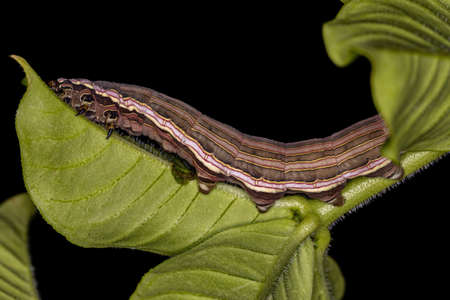 Macroglossine Sphinx Moth Caterpillar of the species Isognathus allamandae eating Allamanda Plant of...