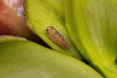Adult Typical Leafhopper of the Tribe Athysanini