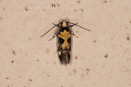Adult Twirler Moth of the Genus Stegasta