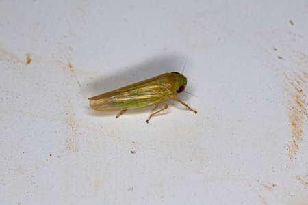 Small adult Typical Leafhopper of the Tribe Pendarini