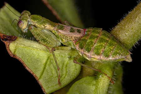 Acontistid Mantis Nymph of the Genus Acontista