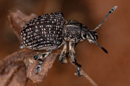 Adult White Broad-nosed Weevil Beetle of the species Cydianerus latrunculariusの写真素材