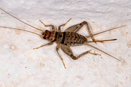 Female Field Cricket of the Genus Gryllodes