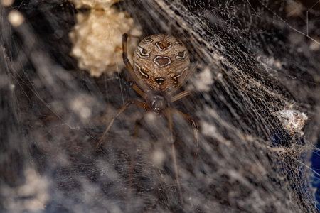 Female Adult Brown Widow Spider of the species Latrodectus geometricus
