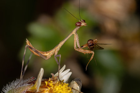 Small Mantid nymph of the Subfamily Vatinae preying on a winged ant