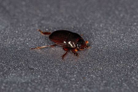 Adult Small Dung Beetle of the Scarabaeinae Subfamilyの写真素材