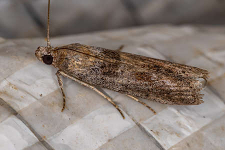 Adult Moth Insect of the order lepidopteraの写真素材